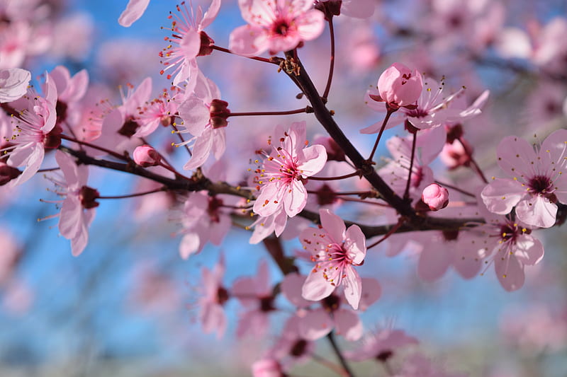 Spring Season Flowers, flowers, spring, pink, HD wallpaper