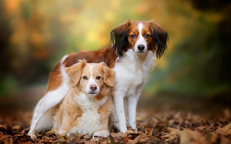 Brittany dog, Epagneul Breton, Kooikerhondje, cute dogs, pets, autumn, dogs, Brittany Spaniel, HD wallpaper