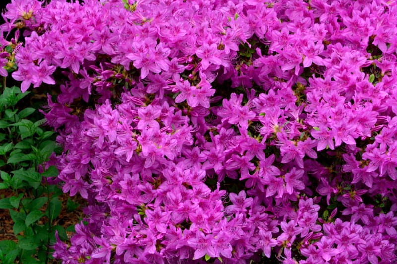 Passionate Purple, purple flowers, purple, spring flowers, HD wallpaper