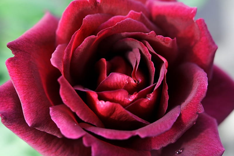 Beautiful Red Rose, red, flowers, nature, roses, HD wallpaper | Peakpx