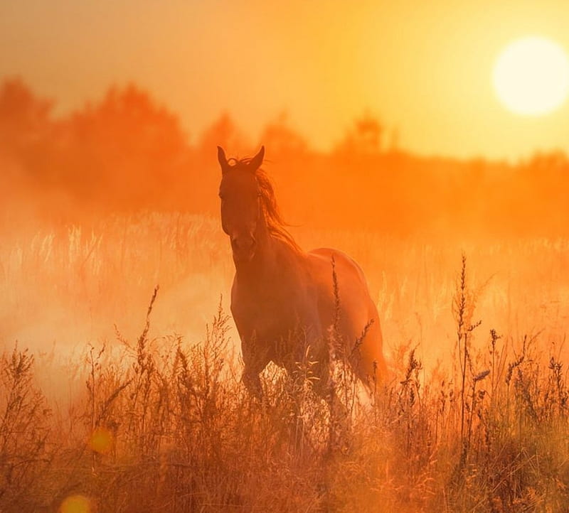 Horse, beauty, sunset, nature, HD wallpaper | Peakpx