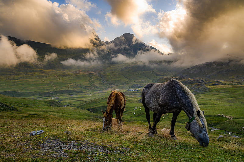 Animal, Horse, Cloud, Fog, Mountain, Pasture, HD wallpaper