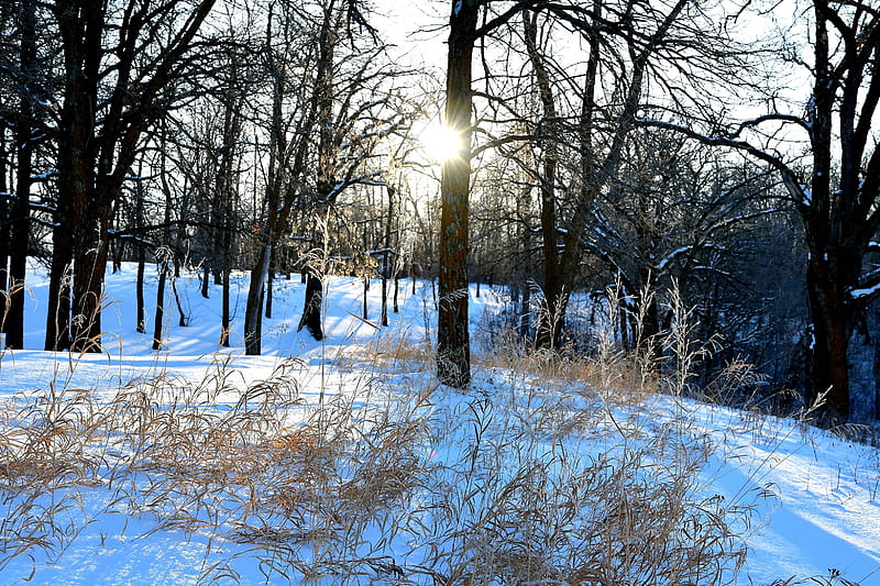 Whitemouth Park - Manitoba, Canada, sun, trees, snow, landscape, HD wallpaper