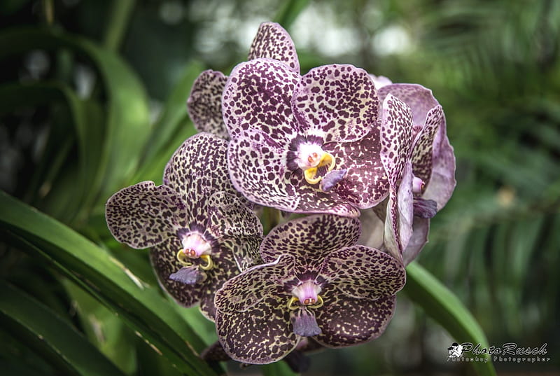 *** Orchid ***, piekna, kwiaty, orchidea, nature, HD wallpaper