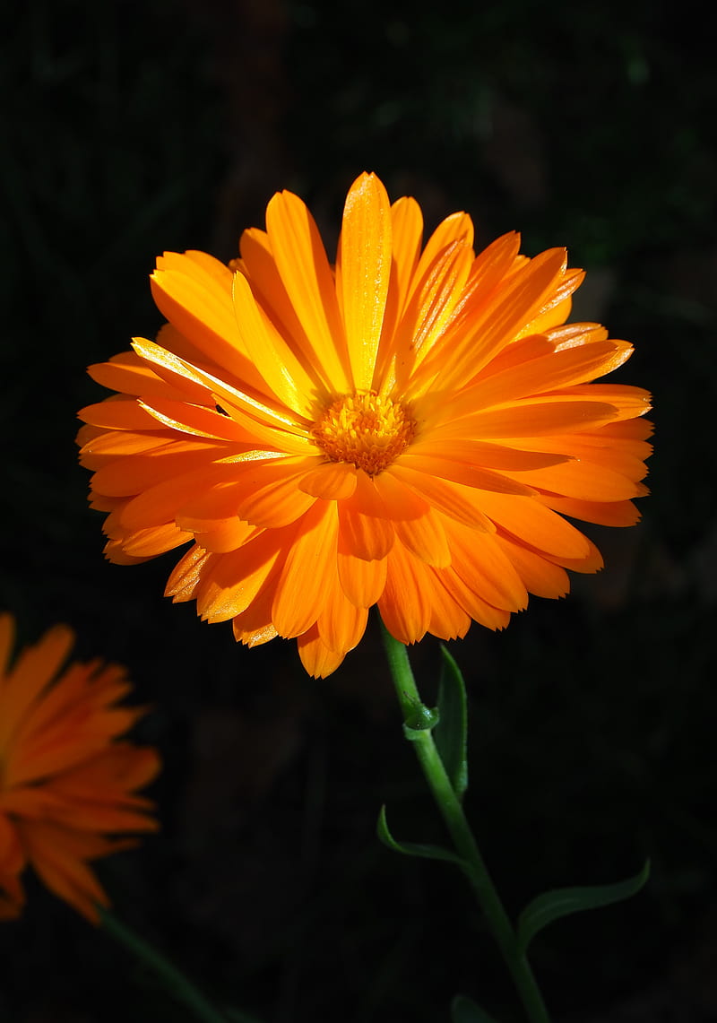 calendula, flower, macro, bright, HD phone wallpaper