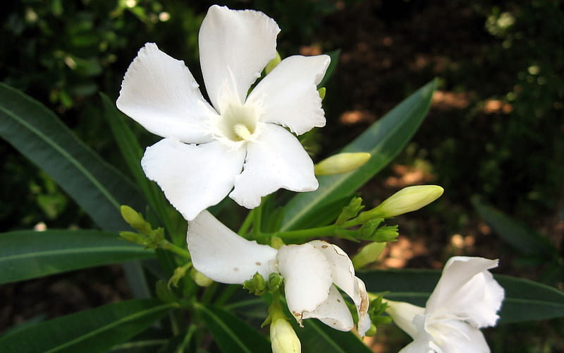 Flor de jazmín, jazmín, flor, blanco, verde, Fondo de pantalla HD | Peakpx