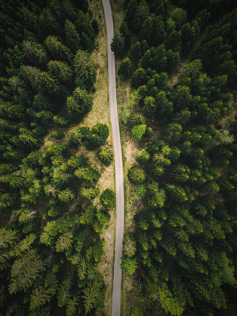 road, forest, top view, trees, HD phone wallpaper