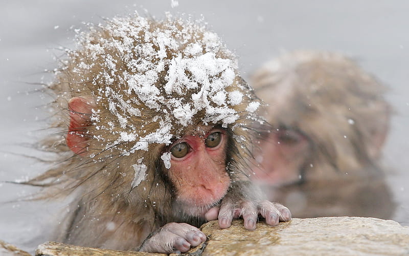 Snow monkey, monkey, primate, snow, animal, winter, HD wallpaper