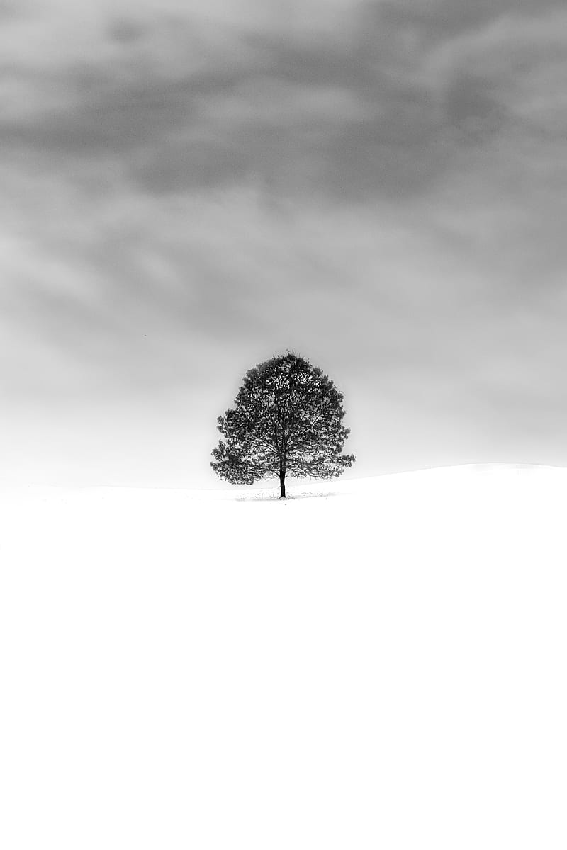 Grayscale of Tree on A Snow Covered Field, HD phone wallpaper