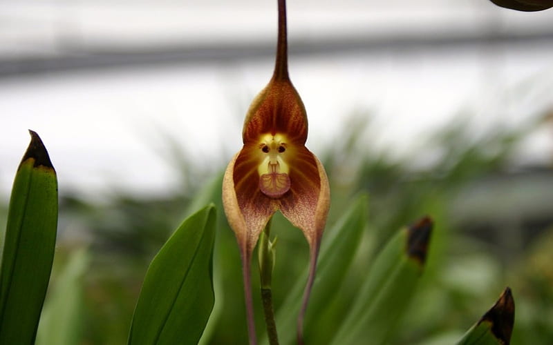 Monkey Orchid Flower, Brown, Orchid, Nature, Monkey, Flower, HD wallpaper