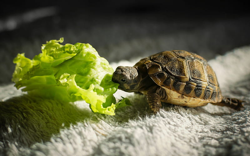 very small turtle, pets, reptile, leaf of green salad, turtle, HD wallpaper