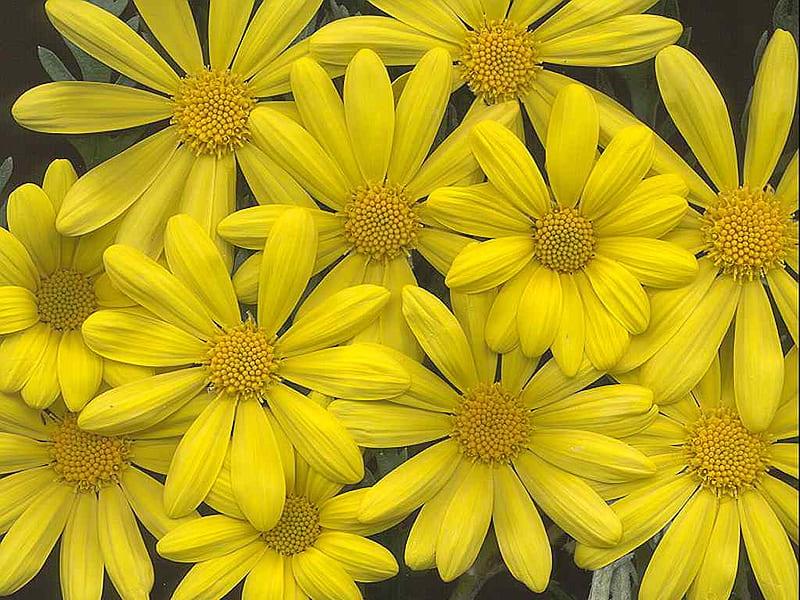 Beautiful Yellow Daisies background, yellow, nice, multicolor close-up, grief, flowers, beauty, sadness, cena, black, gloom, boquet, gift, cool, macro, sorrow, awesome, garden, hop, fullscreen, white, daisy, bleakness, red, colorful, regret, gray, beautiful graphy, blosson, blossom, green, pistils, whirlpool, for you period, amazing, multi-coloured, view, colors, spring, daisies, melancholy, bouquet, mourning, day petals, colours, nature, dejection, pc, natural, scene, HD wallpaper