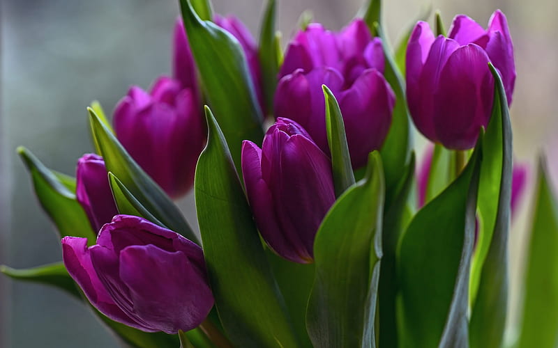 purple tulips, spring flowers, background with tulips, spring, tulips, HD wallpaper