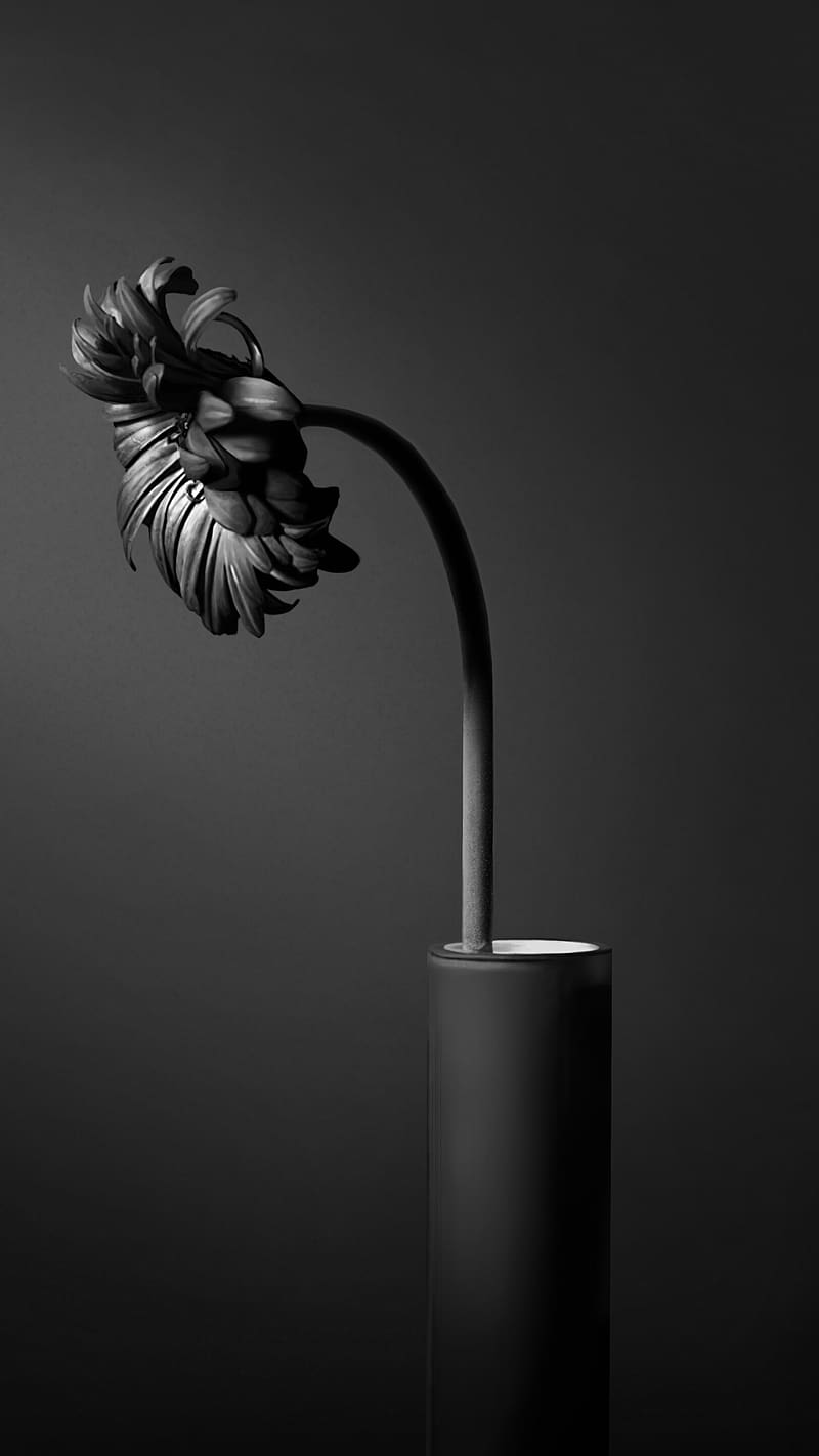 Dark Black Dead Flower, dark black, dead flower, natrure, darkness, HD phone wallpaper