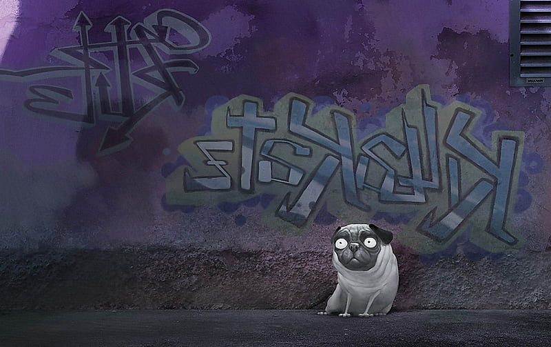 Graffiti, spray, pug, Graffitti, dog, HD wallpaper