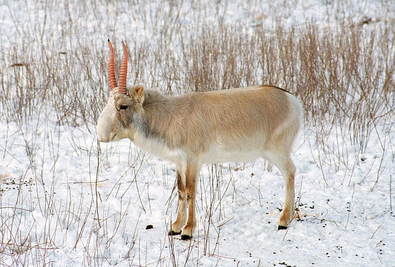 Saiga Antelope, Saiga, Critically, Critically Endangered, Endangered, Snow, HD wallpaper