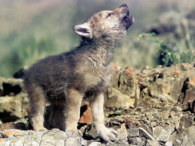Baby wolf, Cute Baby Wolves, HD wallpaper