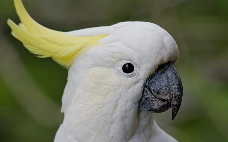 white parrot, White cockatoo, white bird, tropical birds, parrots, HD wallpaper