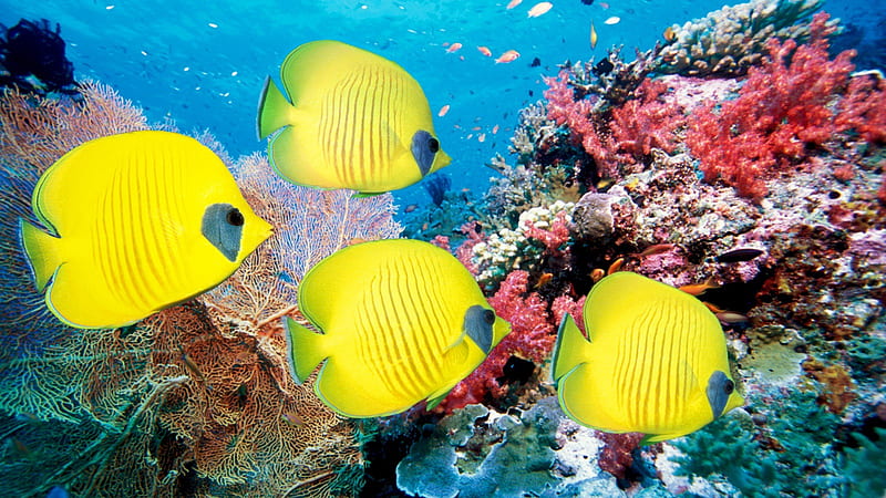 Yellow Fishes In Deep Blue Sea Animals, HD wallpaper