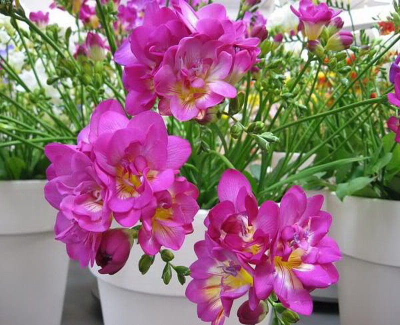 sia, flower, pot, pink, HD wallpaper
