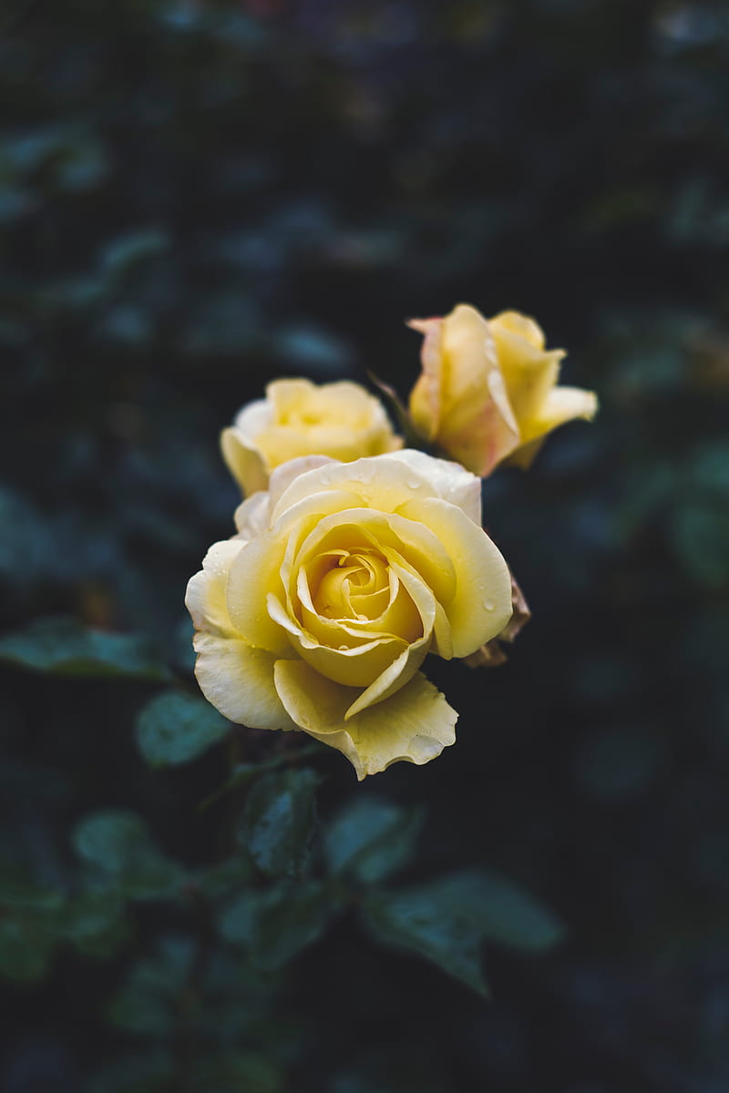 Rose, flower, yellow, macro, plant, HD phone wallpaper | Peakpx