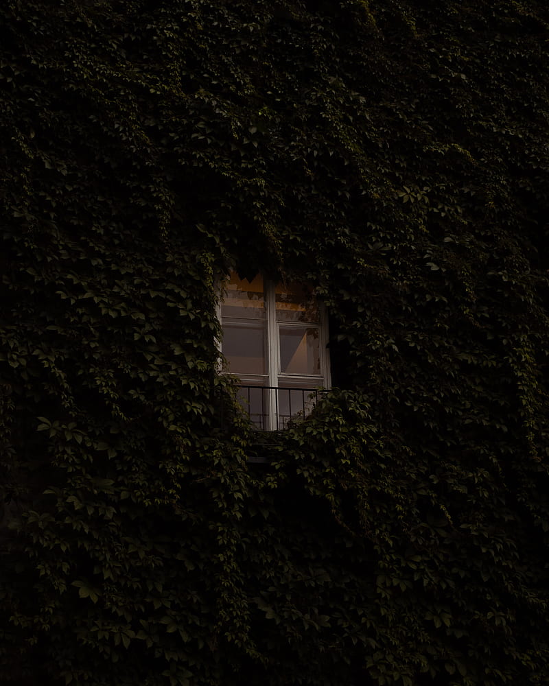 window, building, plant, ivy, HD phone wallpaper