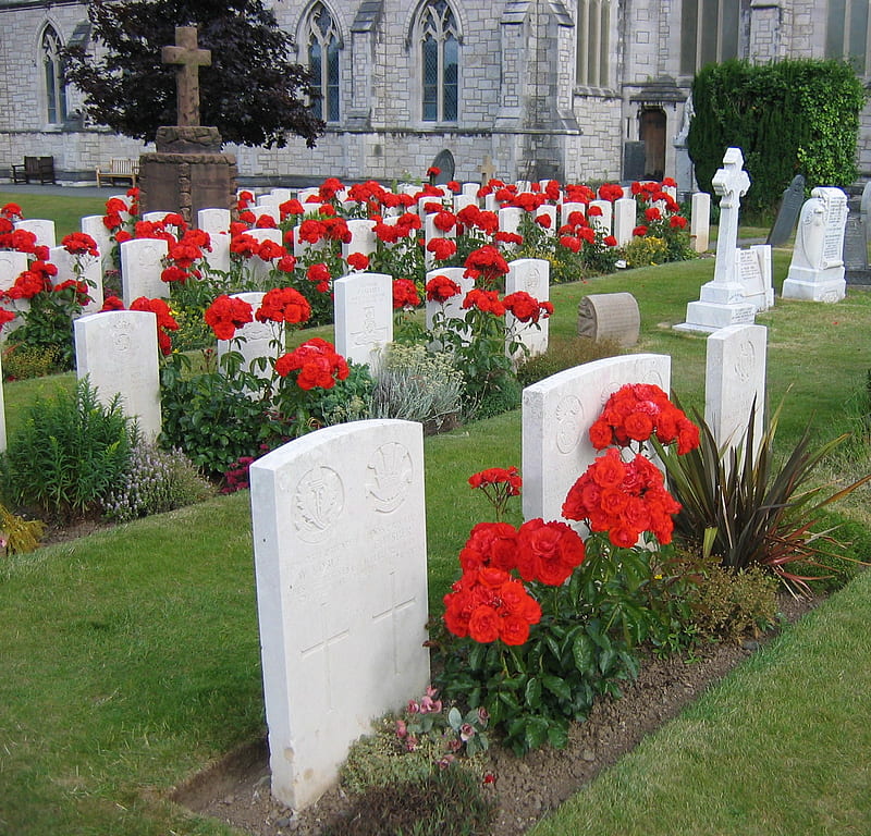 Canadian War Graves, grass, head stones, rosers, church, cross, HD wallpaper