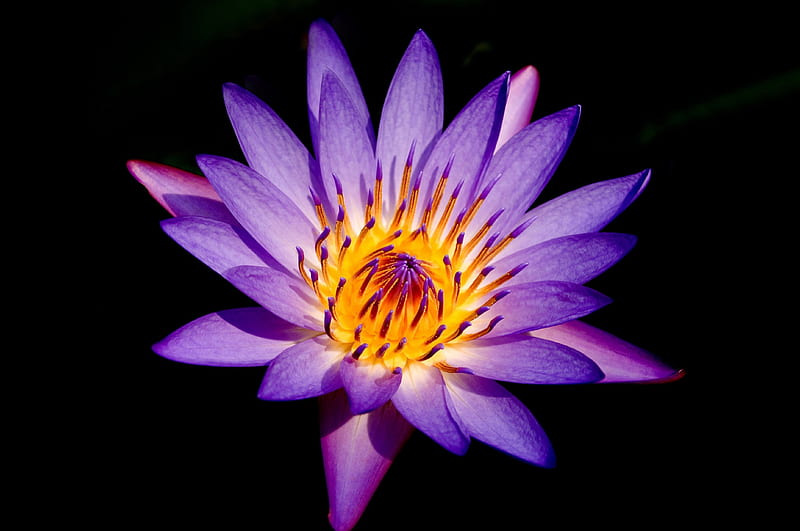 Purple Lotus, pond, waterlily, water, blossom, petals, HD wallpaper | Peakpx