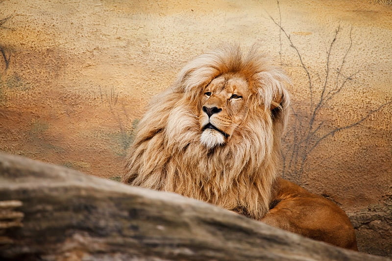 Lion, cat, african, wild, HD wallpaper