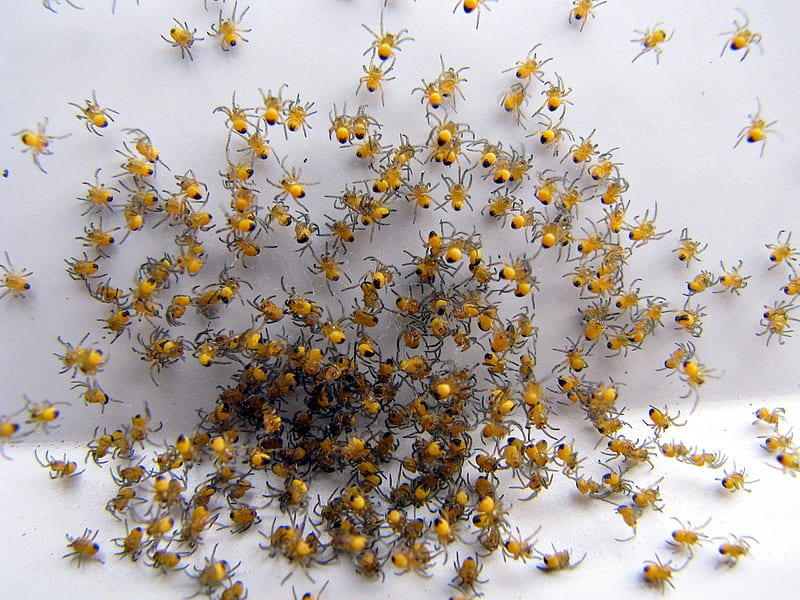 Baby Spiders Leaving Home, yellow, nest, baby, spicers, HD wallpaper