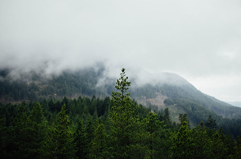 forest, mountains, fog, trees, landscape, HD wallpaper