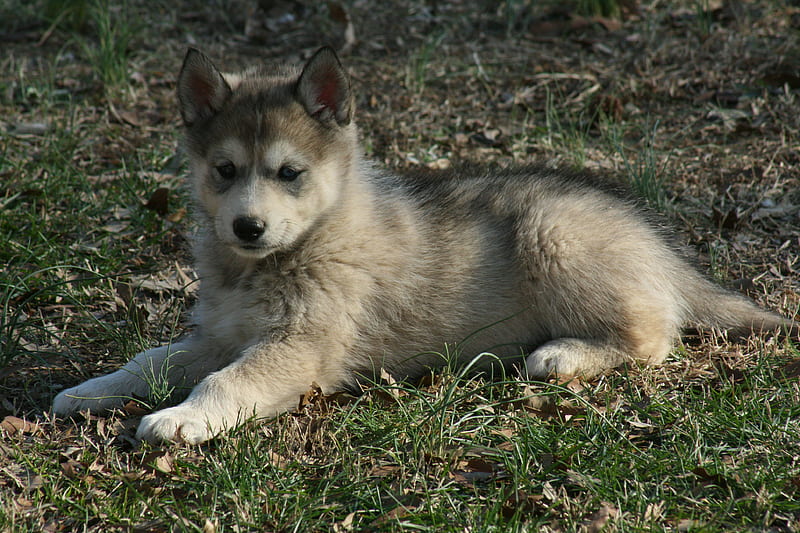 Wolf Dog Pup, cunning, furry, bonito, smart, small, canine, cute, predator, wolf, majestic, puppy, dog, HD wallpaper