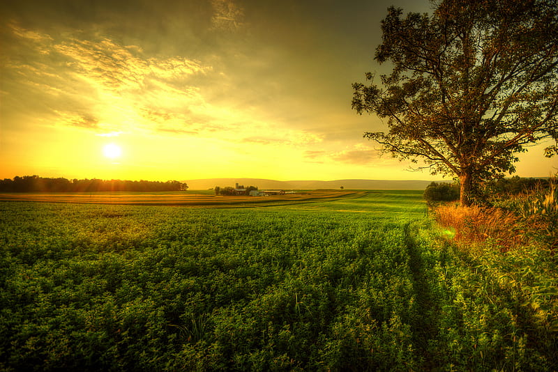 Within a Dream, horizon, sun, sky, clouds, farmland, tree, plants, field, meadow, HD wallpaper