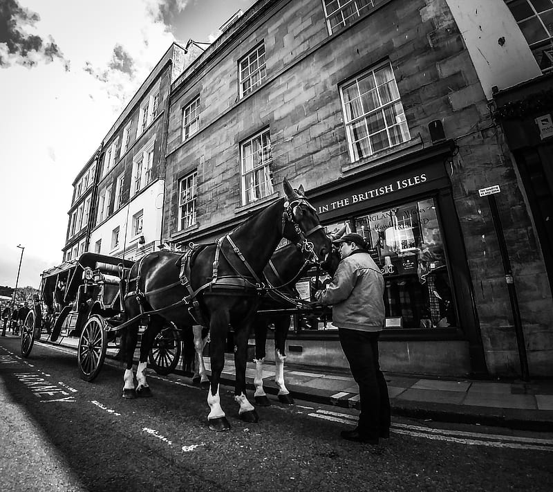 The pure breed, animal, bath, black and white, building, city, construction, cute, england, gentle, horses, life, man, pople, street, travel, uk, visit, windows, HD wallpaper
