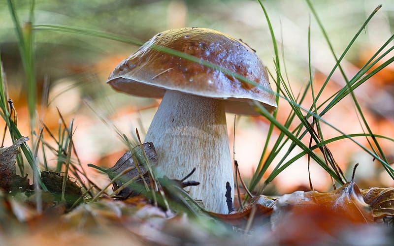 Boletus, Latvia, grass, macro, mushroom, HD wallpaper