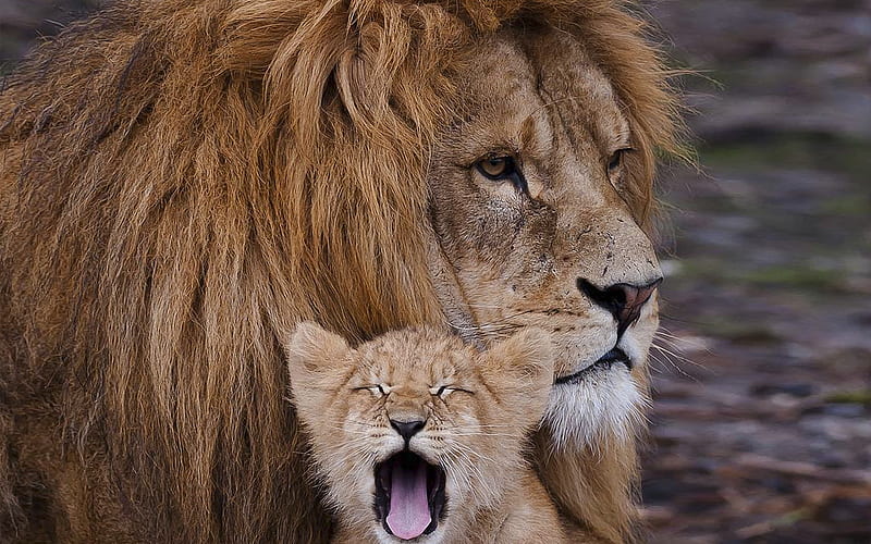 Father and Son, felines, carnivores, cats, son, father, lion, animals, HD wallpaper