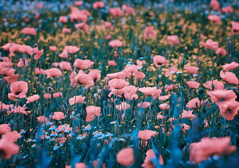 Flowers, Poppy, Flower, Pink Flower, Summer, HD wallpaper