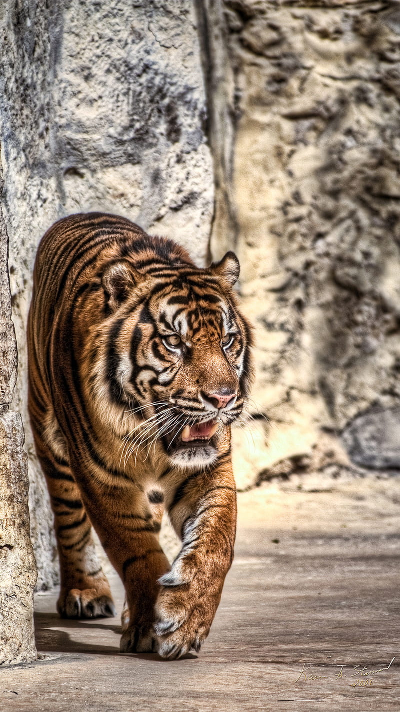 BSI Tiger 03, beautifullyscene, big, big cat, cat, cats, stripes, tiger, tigers, zoo, HD phone wallpaper