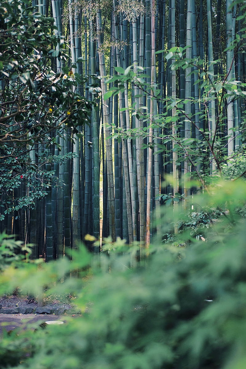 selective focus of green bamboo trees, HD phone wallpaper