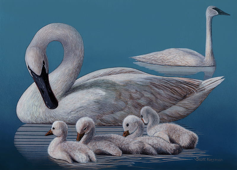 Swans with Babies, ducks, swans, blue, water foul, HD wallpaper