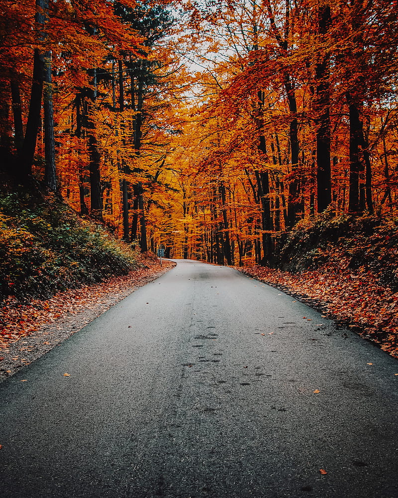 autumn, road, foliage, turn, asphalt, HD phone wallpaper