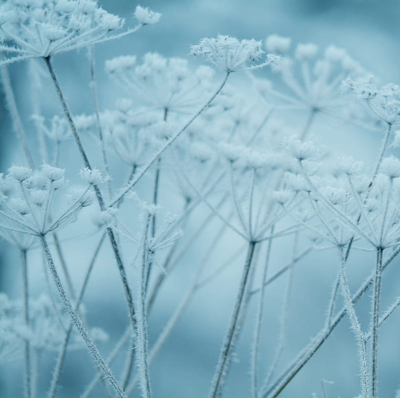 Winter Frost Flowers, blue, pfurman, HD wallpaper