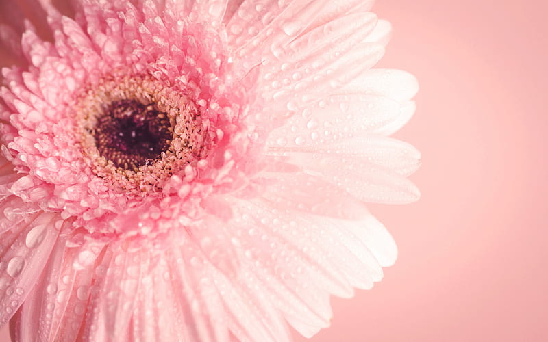 pink gerbera, spring, bud, pink background, pink flower, gerbera, HD wallpaper