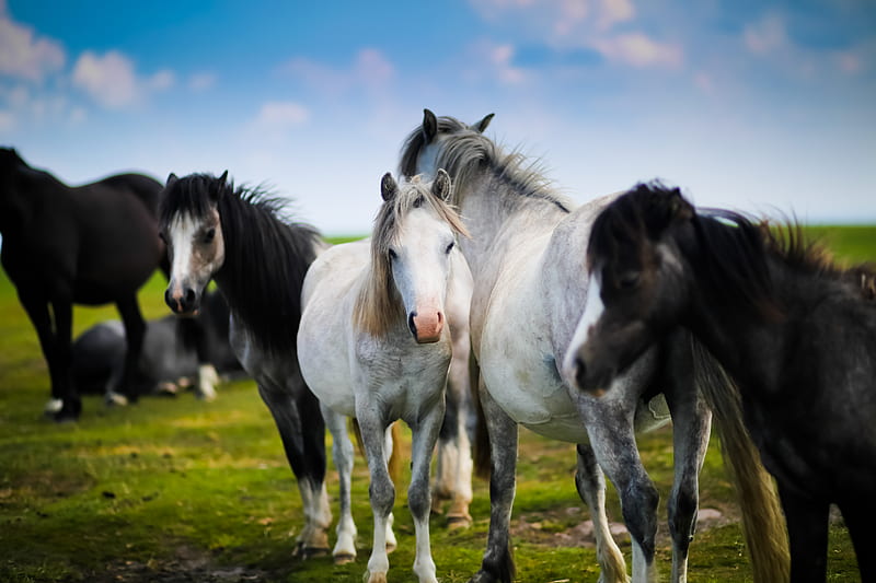 herd of horses standing on grass, HD wallpaper