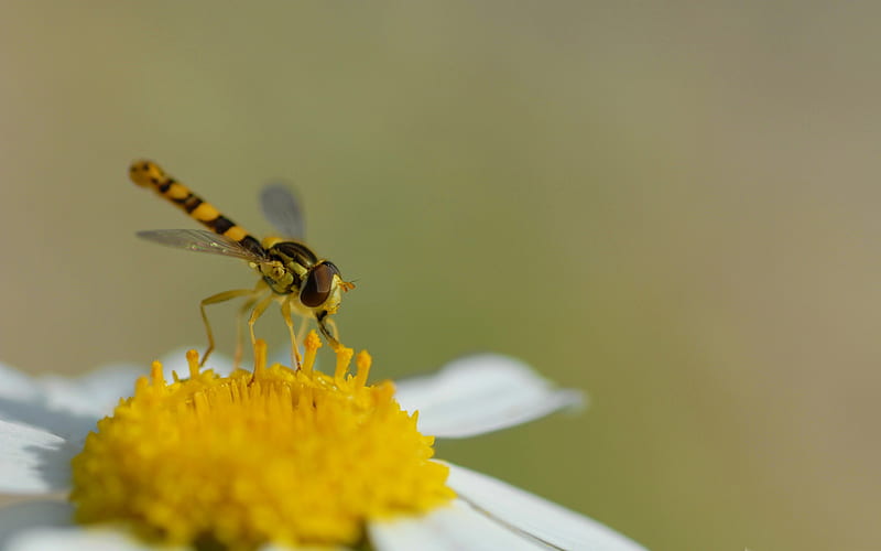 hoverfly sphaerophoria scripta-all kinds of insects, HD wallpaper