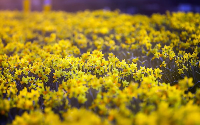 Daffodil field, narcissus, yellow, daffodil, spring, field, HD wallpaper