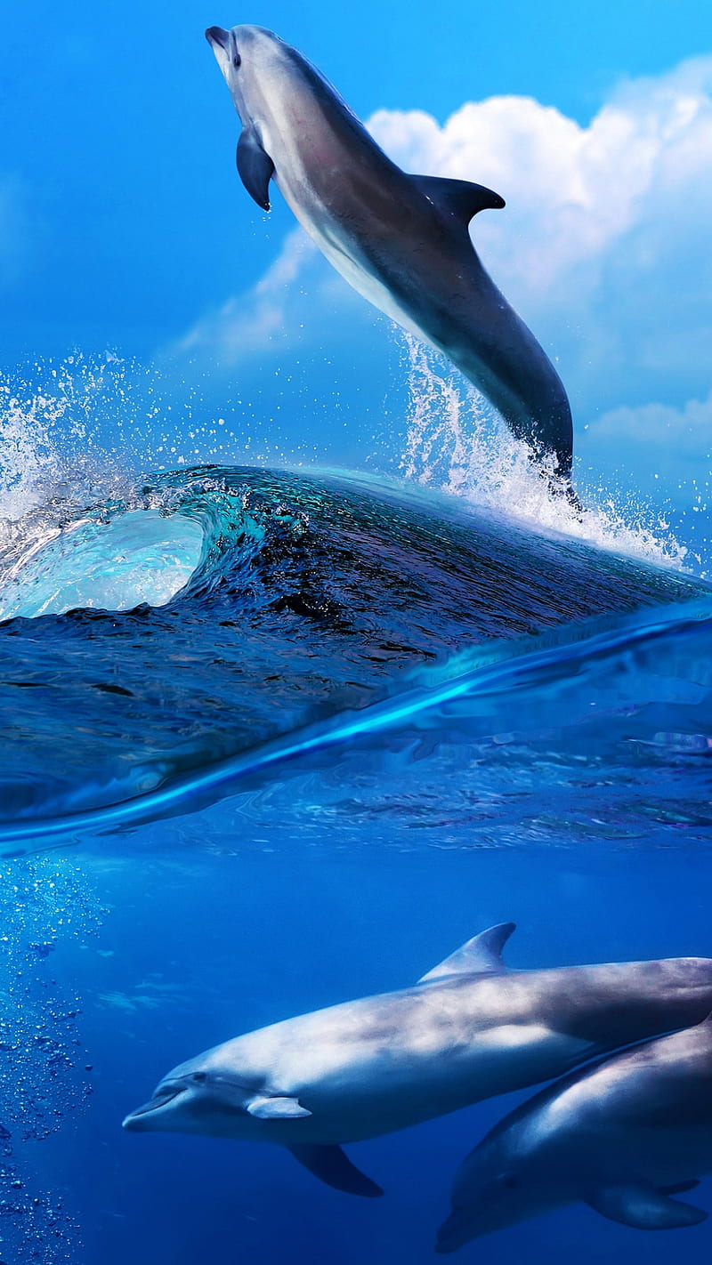 Dolphins, animals, blue, family, fish, jump, ocean, sea, splash, wave, HD phone wallpaper