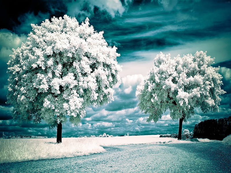 Trees in winter, snow, bluff, nature, trees, winter, HD wallpaper
