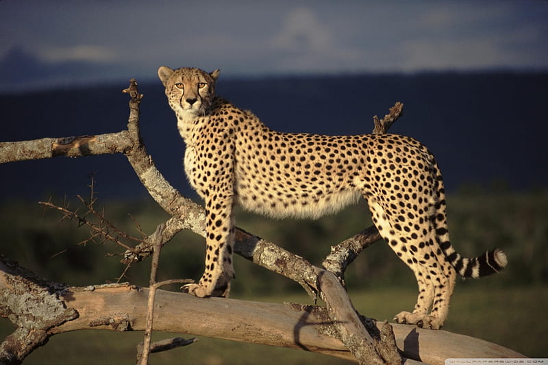 Female cheetah on Massai, Kenia, cheetah, wildlife, kenia, cat, massai, HD wallpaper