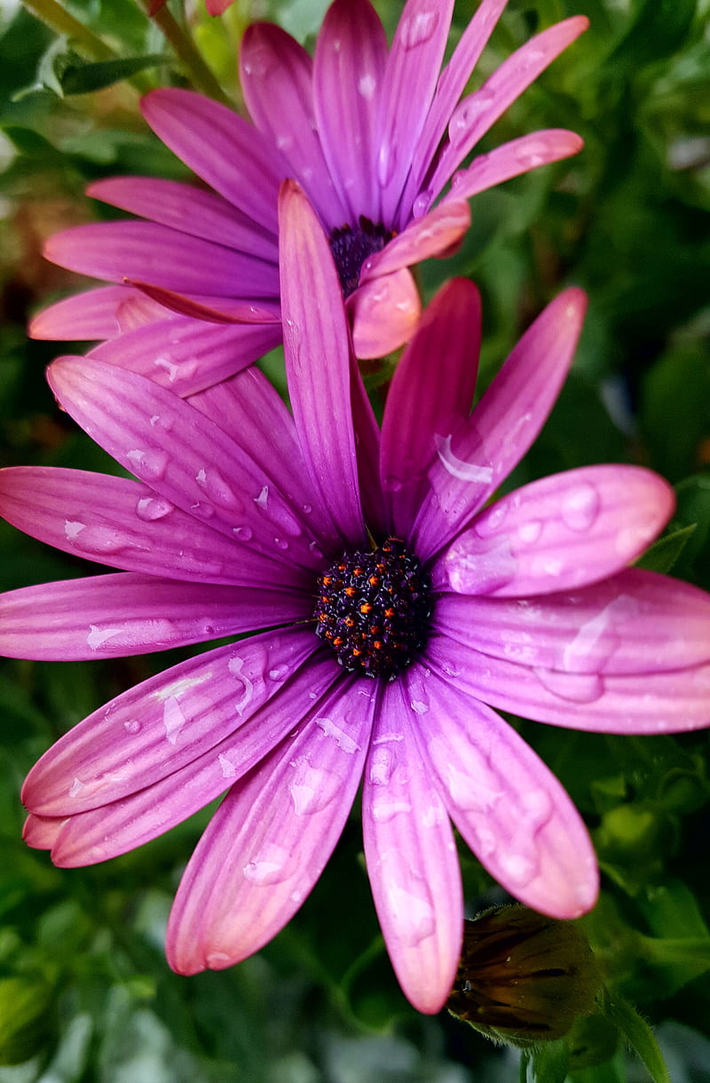 Purple flower, morning dew, HD phone wallpaper